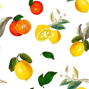 Summer, citrus ,lemon fruit ,orapattern 