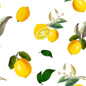 Lemons,citrus,fruits art