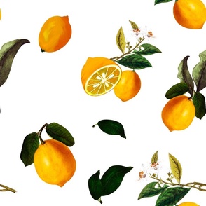 Vintage lemons,citrus,fruits 