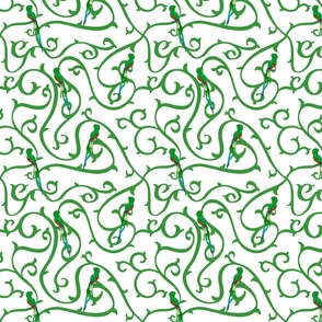 BBL- sm Quetzal birds w/green vines on White
