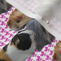 Guinea Pigs and Pink bows