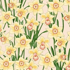 woodland daffodils - light peach