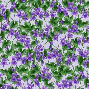 woodland violets - lilac purple