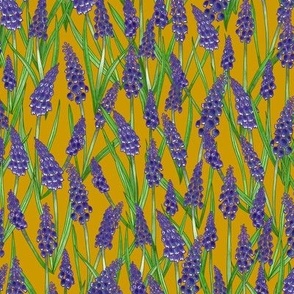 woodland grape hyacinth - mustard