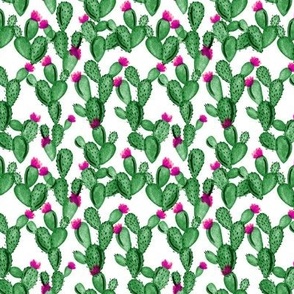 micro emerald cactus + rose 