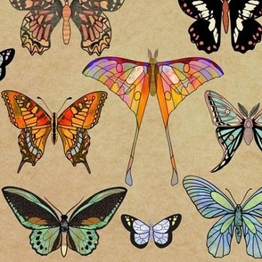 (L) Lepidopterology