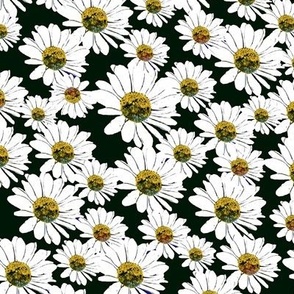 Daisies On Black Fabric, Wallpaper and Home Decor