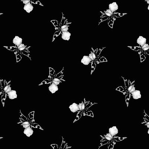 Black star orchids floating in black 2/medium scale