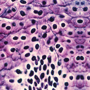 Muscle Tissue 4