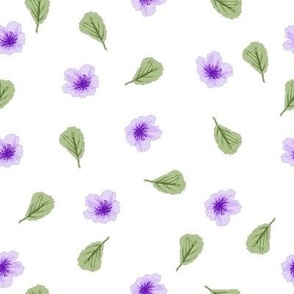 Jacaranda Blossoms- flowers of lavender tones tossed with green leaves on a white background.