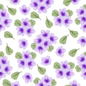 Jacaranda Blossoms-clusters of blossoms in tones of lavender with green leaves on a white background.