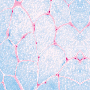 Muscle Tissue 1