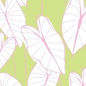 large poi-fect elephant ear leaf_ honeydew green and pink