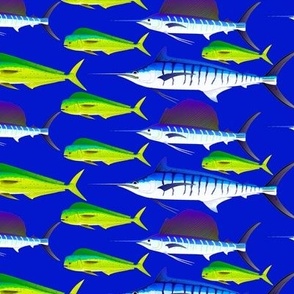 Mahi Marlin Sailfish schooled dark blue