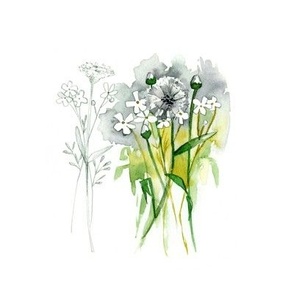 white flower dandelion
