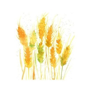 golden wheat