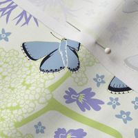 Chalkhill Blue Butterflies
