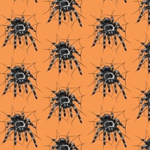 Tarantula Orange Background