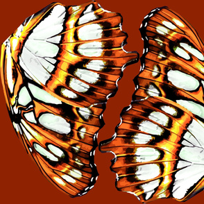  Pearl-bordered fritillary butterfly - Orange colorchange