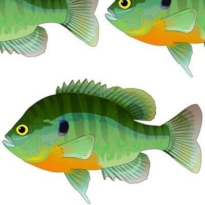 Bluegill Sunfish in Spawning Colors