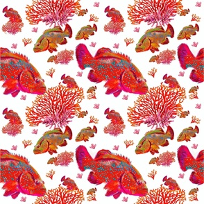 Tropical Fish and  Coral / white background