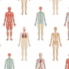 Human Body Systems - Large Scale