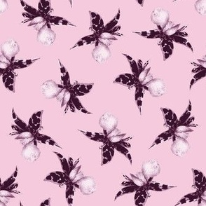 Star orchids floating in muted pink 1/maroon