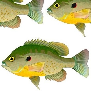 Redear Sunfish in full colors