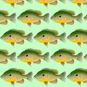 Redear Sunfish in full colors on light green 3in