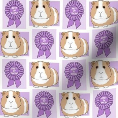 medium purple best in show guinea pigs