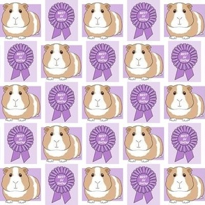 small purple best in show guinea pigs