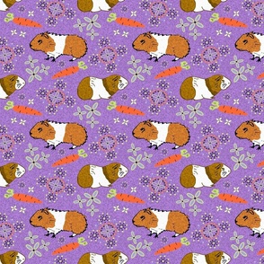 Guinea Pigs on Purple