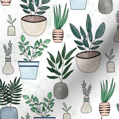 Plants / House plants / Simple houseplants