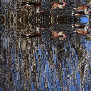 Wetlands Whistling Ducks 