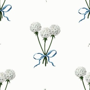 Dandelions with a bow on white