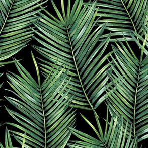 green tropical coconut palm leaves