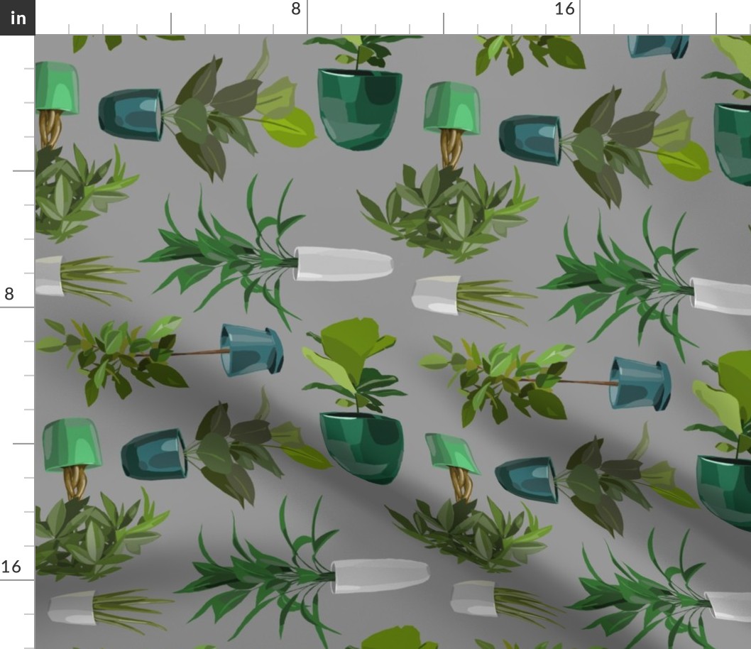 Potted Plants on Gray