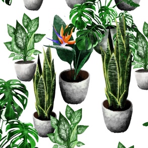 Potted paradise