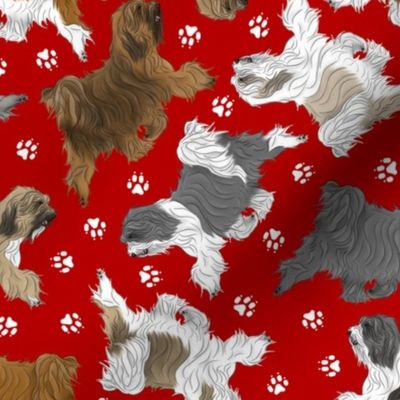 Trotting assorted Tibetan Terriers and paw prints - red