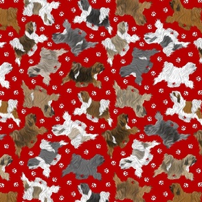 Trotting assorted Tibetan Terriers and paw prints - red