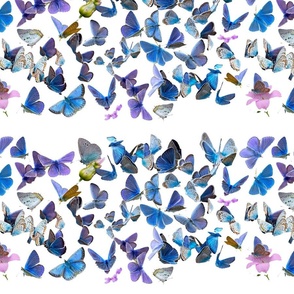 Blue butterfly stri