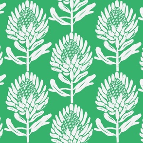 Protea_In Bloom Apple Green and white_Jumbo Large scale