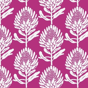 Protea_In Bloom Purple and white_Jumbo Large scale