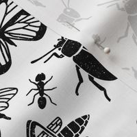 Black and White Bugs - smaller