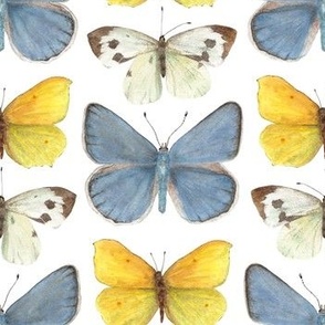 3 Yellow Butterflies on white