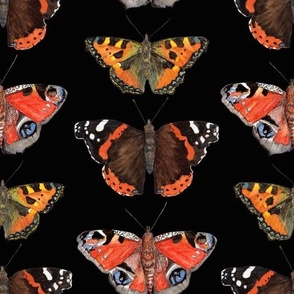 3 Butterflies on Black (Large)
