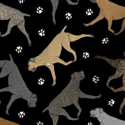Trotting uncropped Cane Corso and paw prints - black