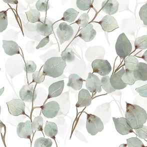 eucalyptus leaves