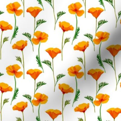 California Poppies on White by Brittanylane