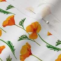 California Poppies on White by Brittanylane